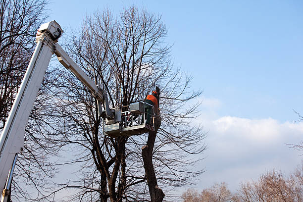 Fox Lake, WI Tree Care Company